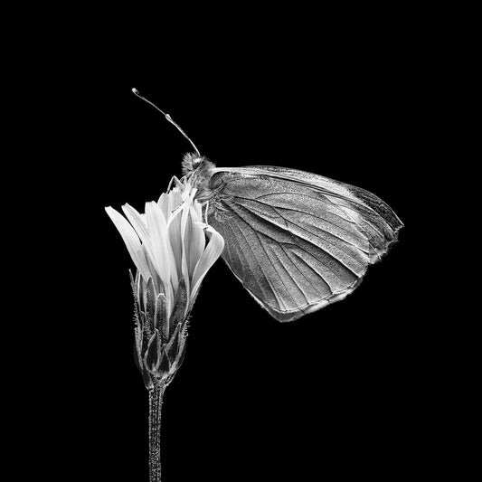 Butterfly on Flower