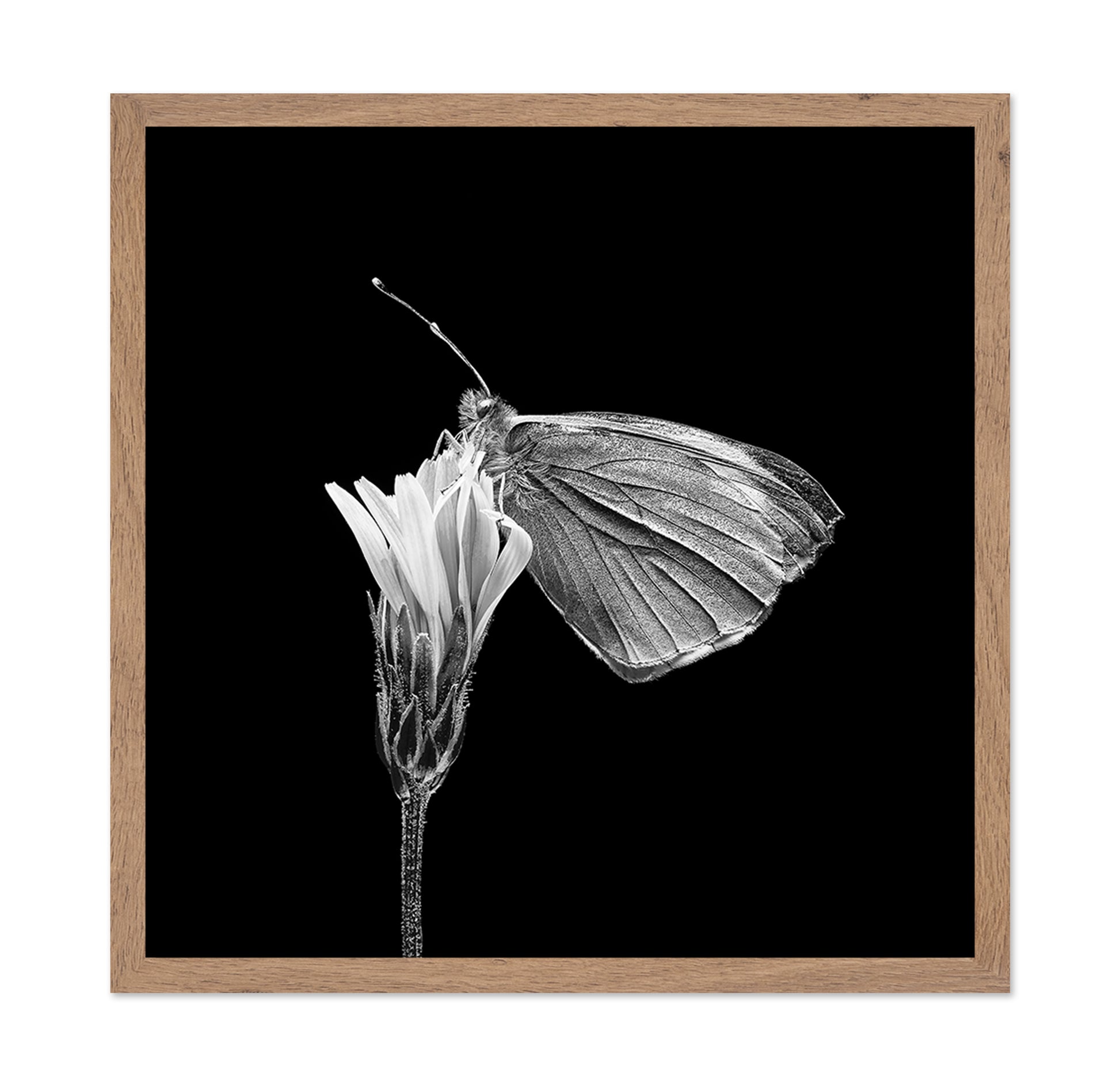 Butterfly on Flower