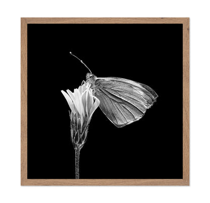 Butterfly on Flower