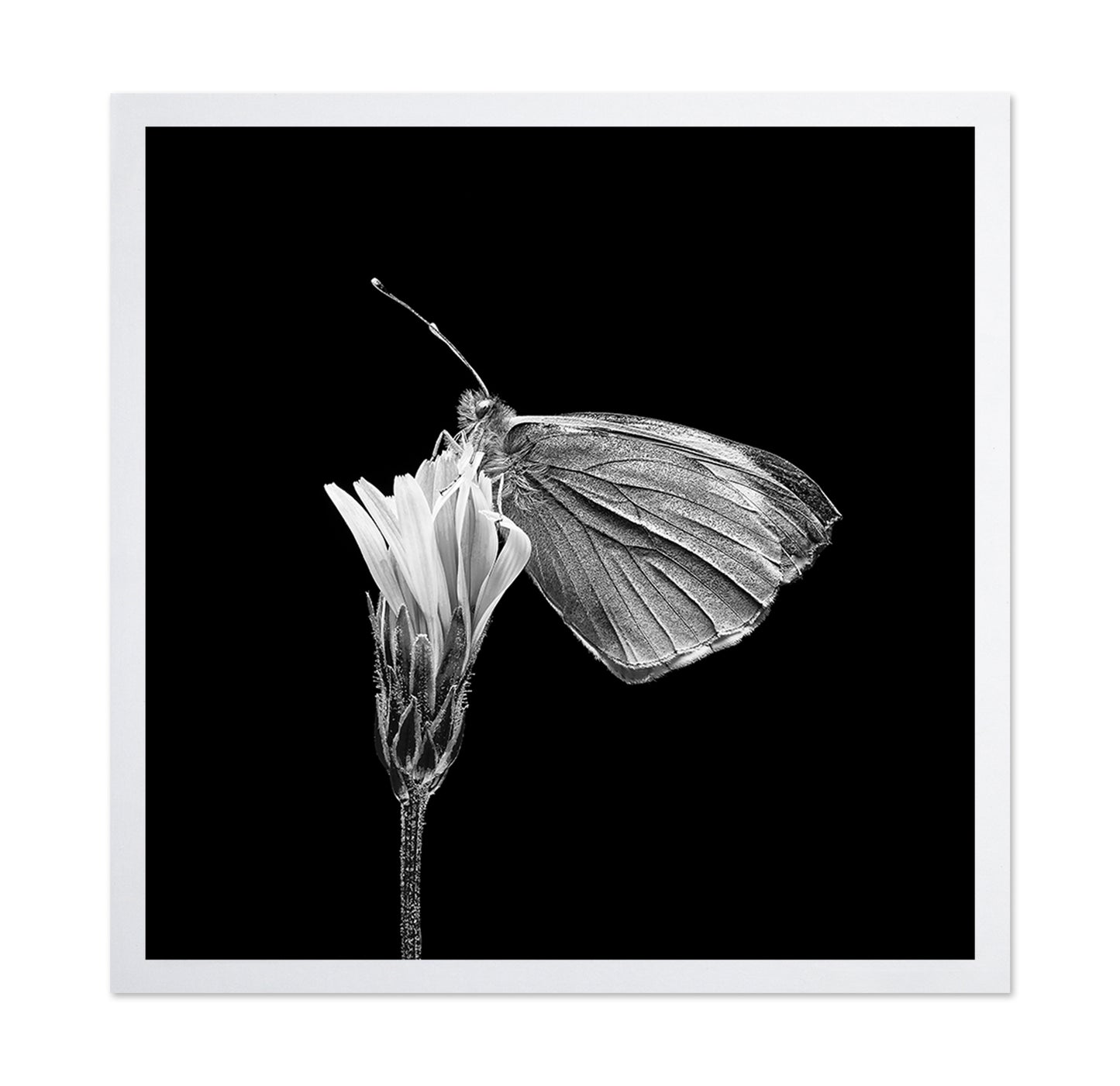 Butterfly on Flower