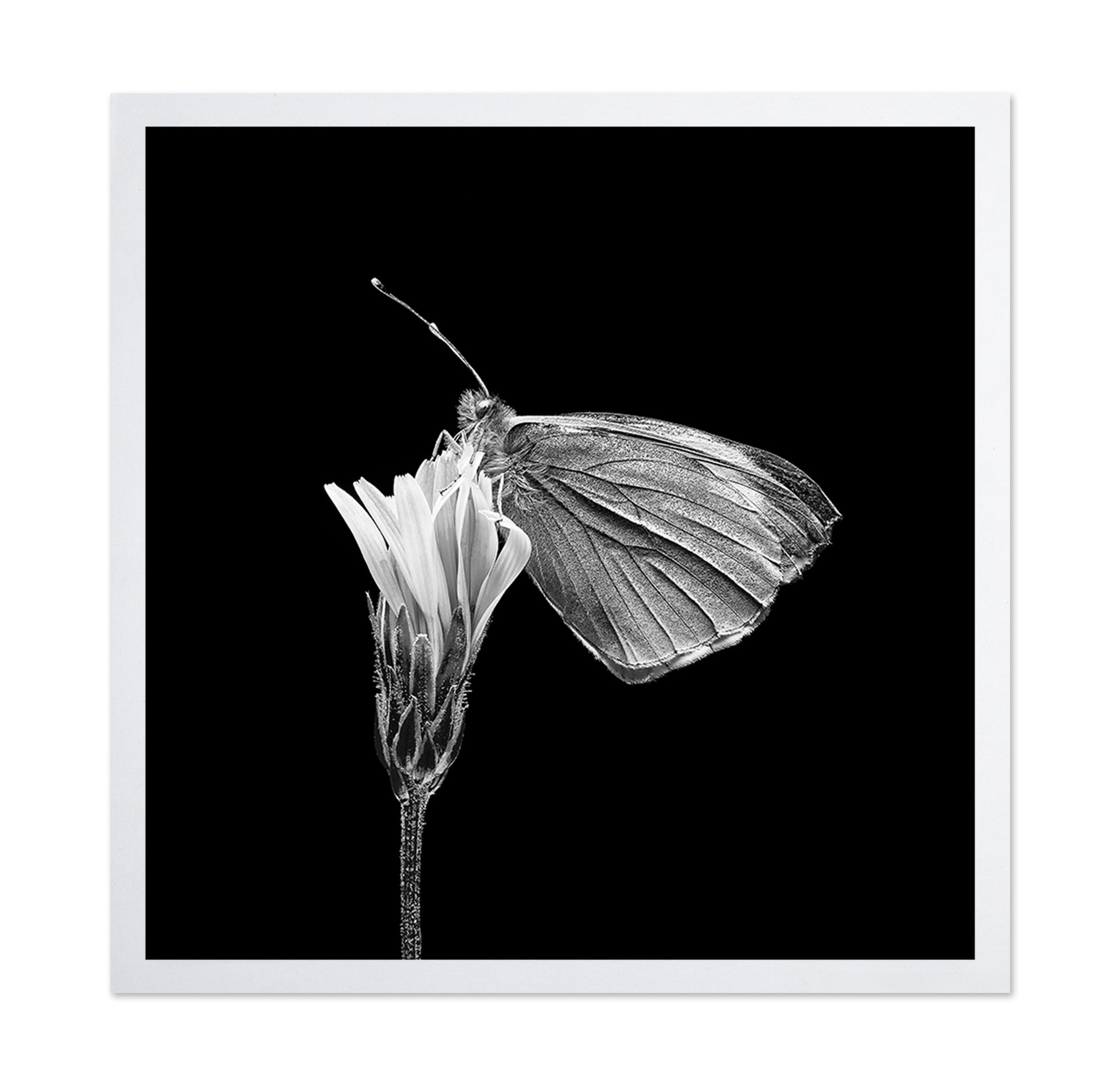 Butterfly on Flower