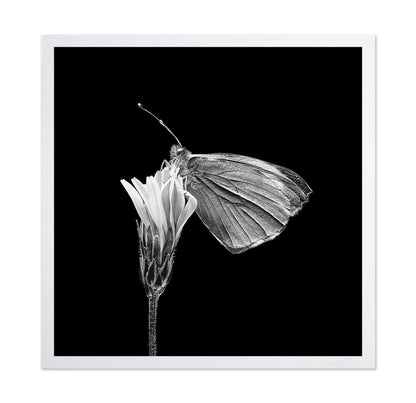 Butterfly on Flower