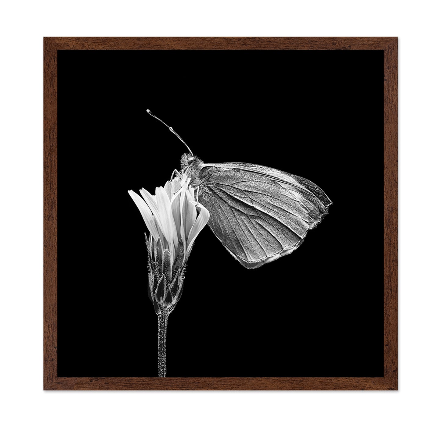 Butterfly on Flower