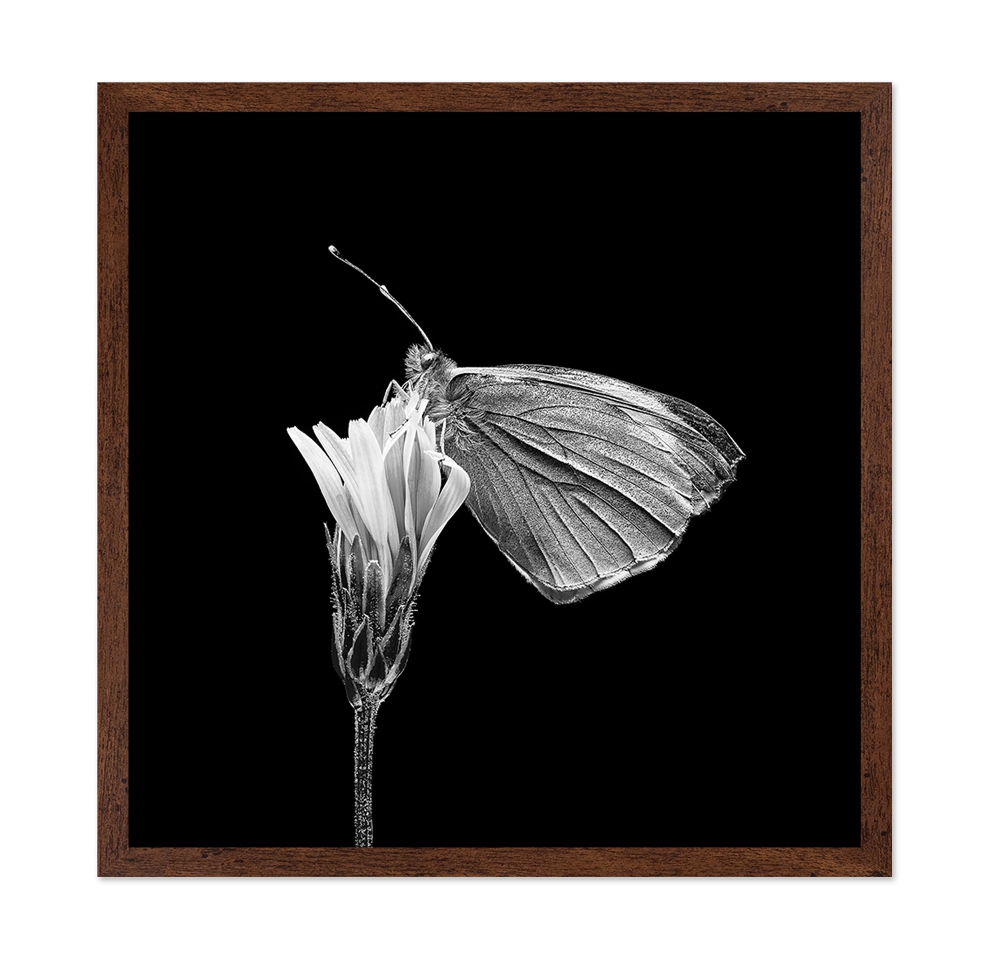Butterfly on Flower