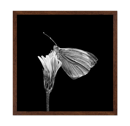 Butterfly on Flower