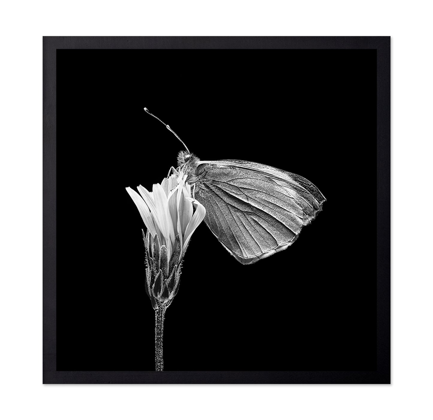 Butterfly on Flower