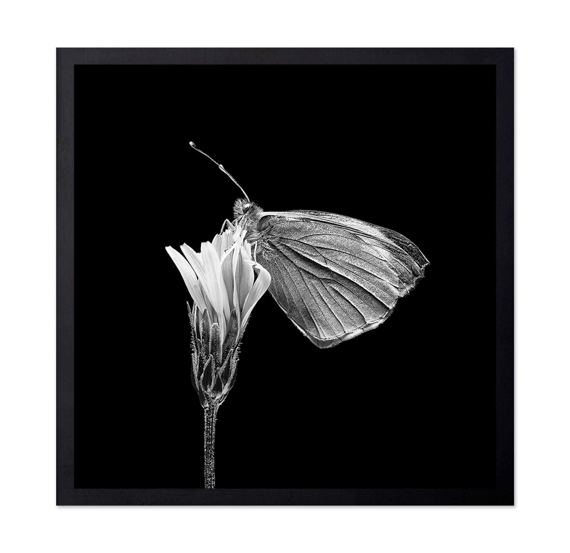 Butterfly on Flower