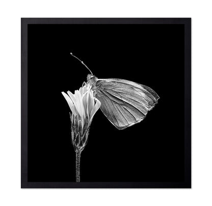 Butterfly on Flower