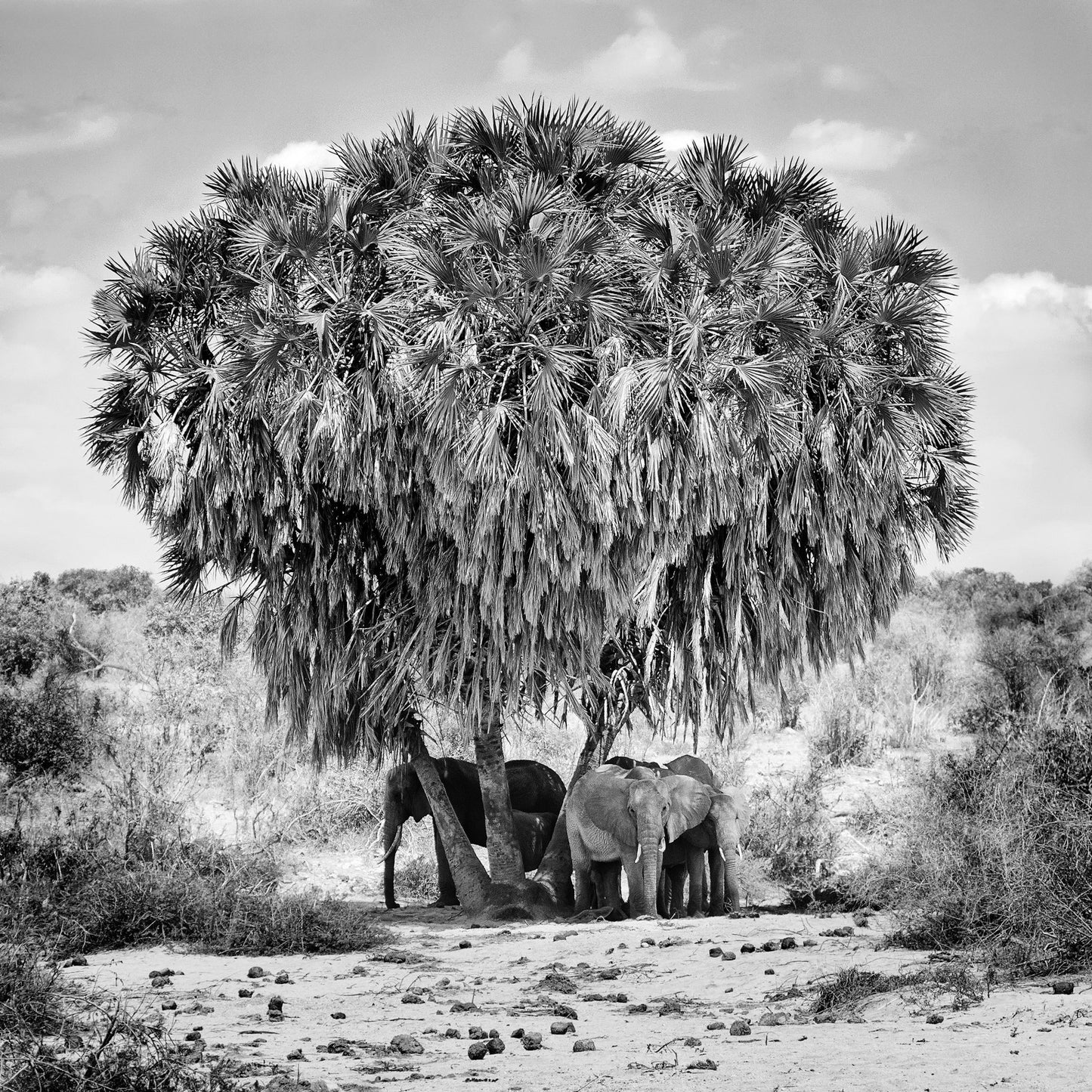 Elephants Under Palm Tree