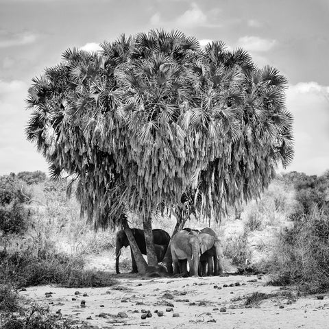 Elephants Under Palm Tree