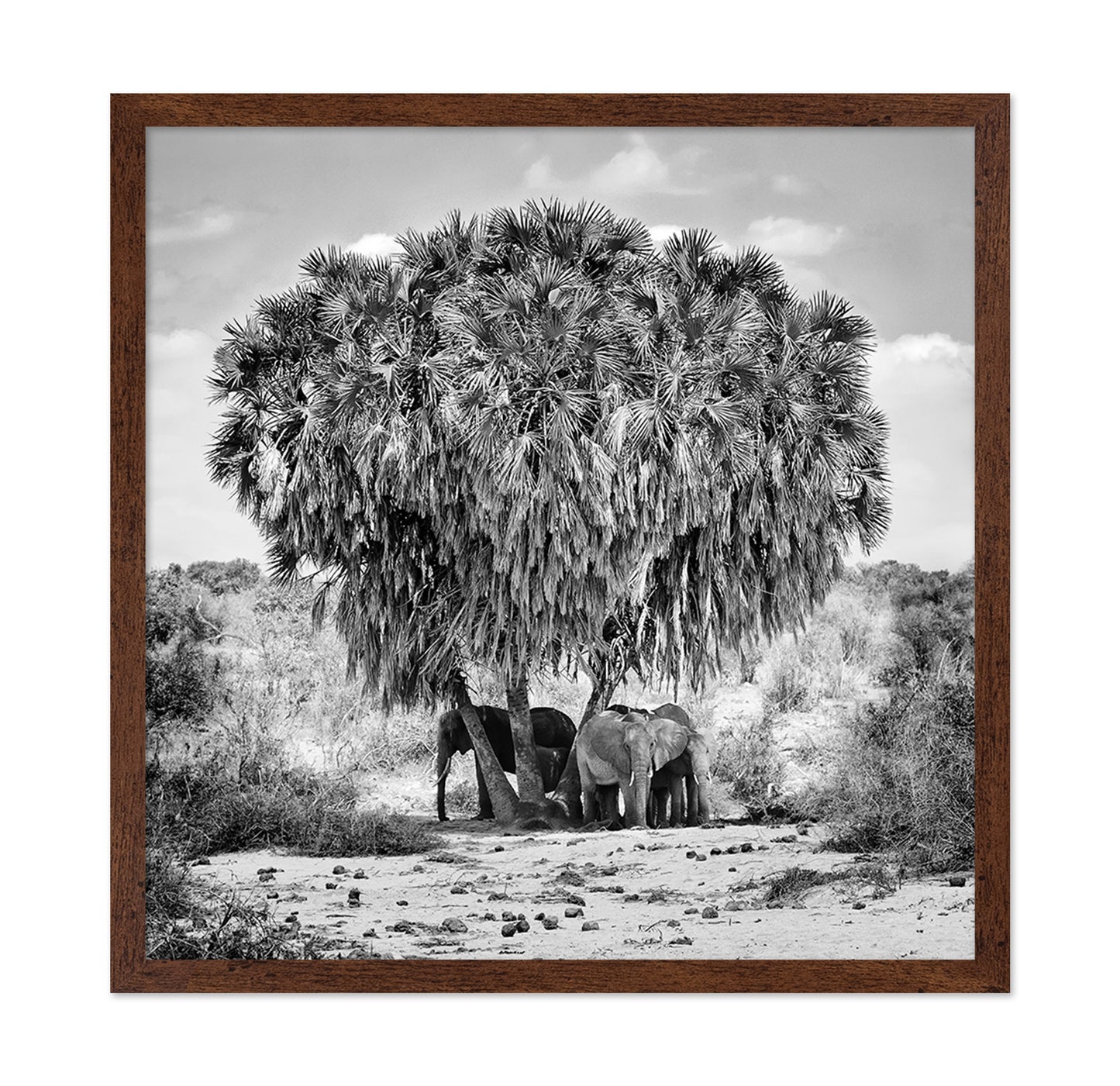 Elephants Under Palm Tree