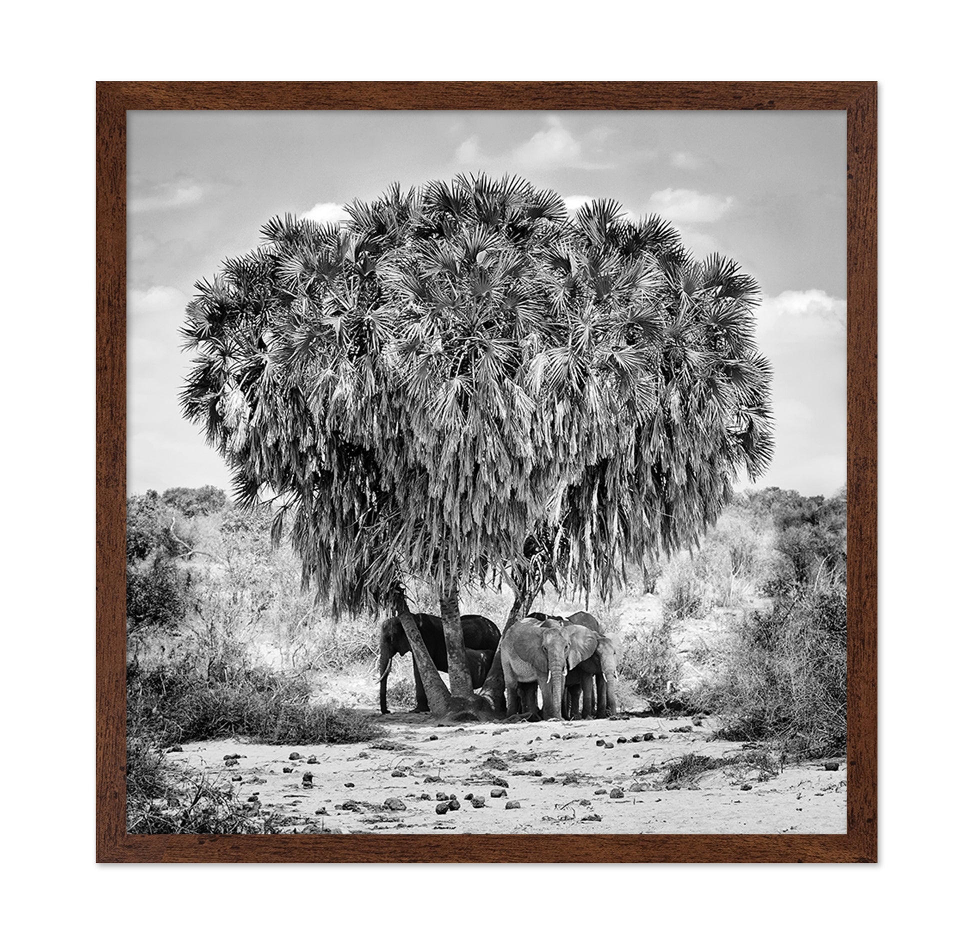 Elephants Under Palm Tree