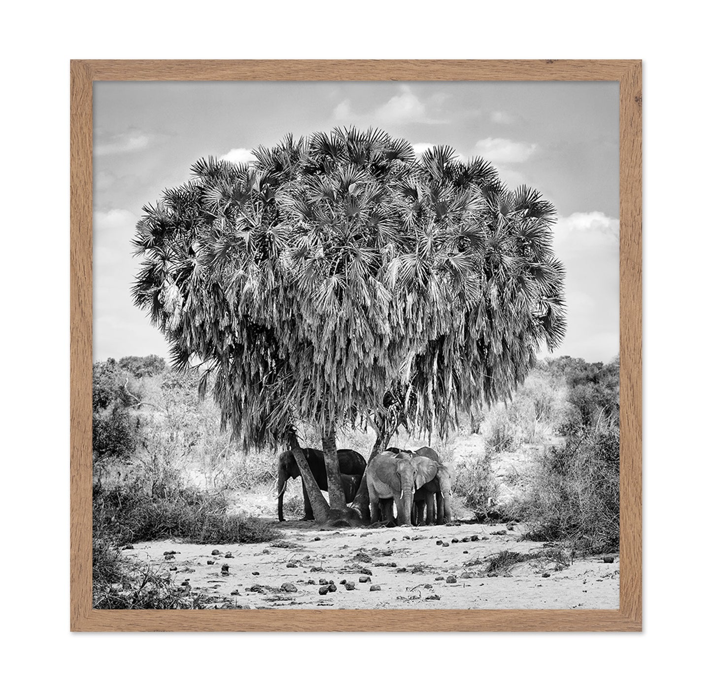 Elephants Under Palm Tree