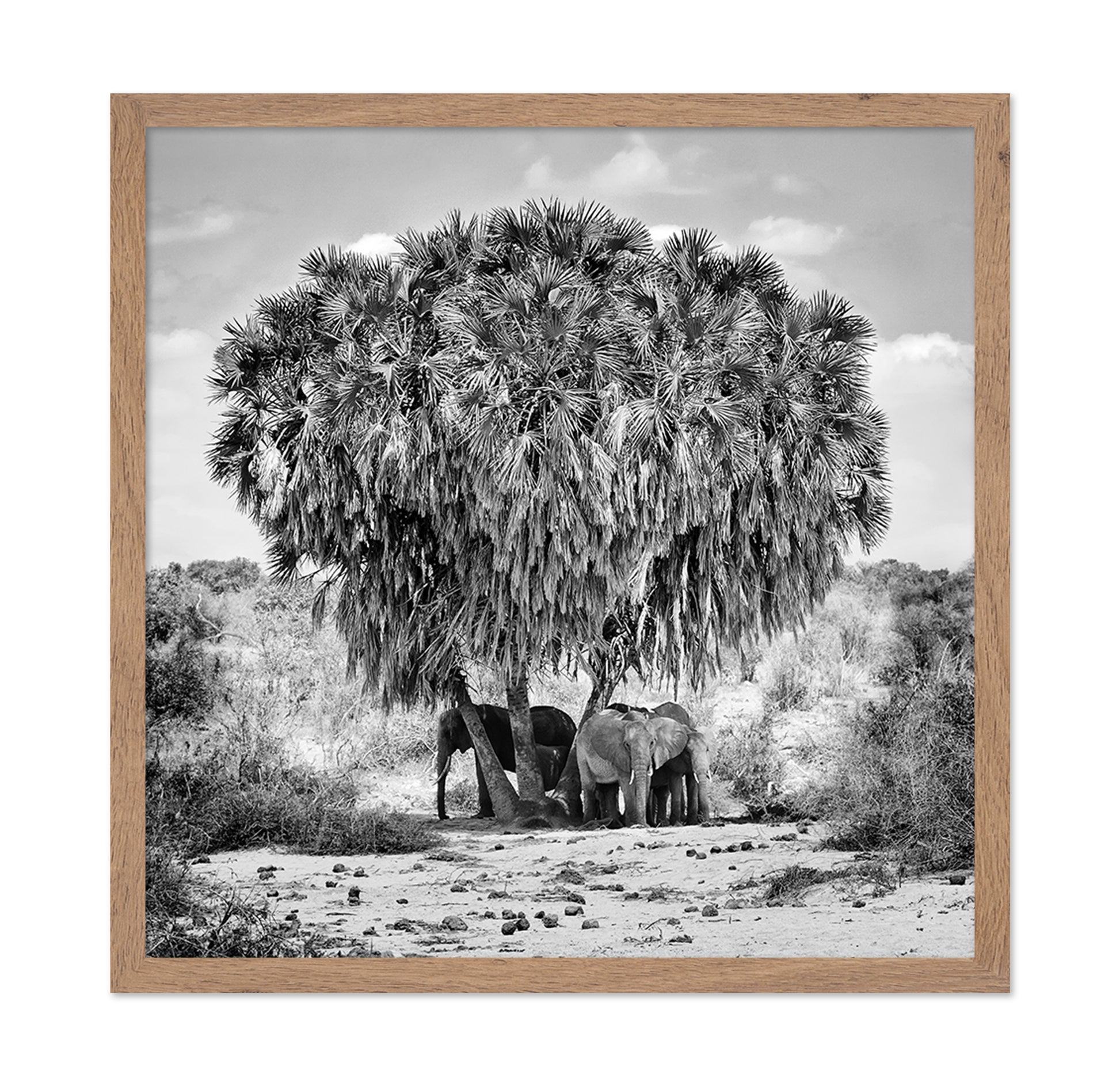 Elephants Under Palm Tree