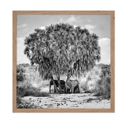 Elephants Under Palm Tree