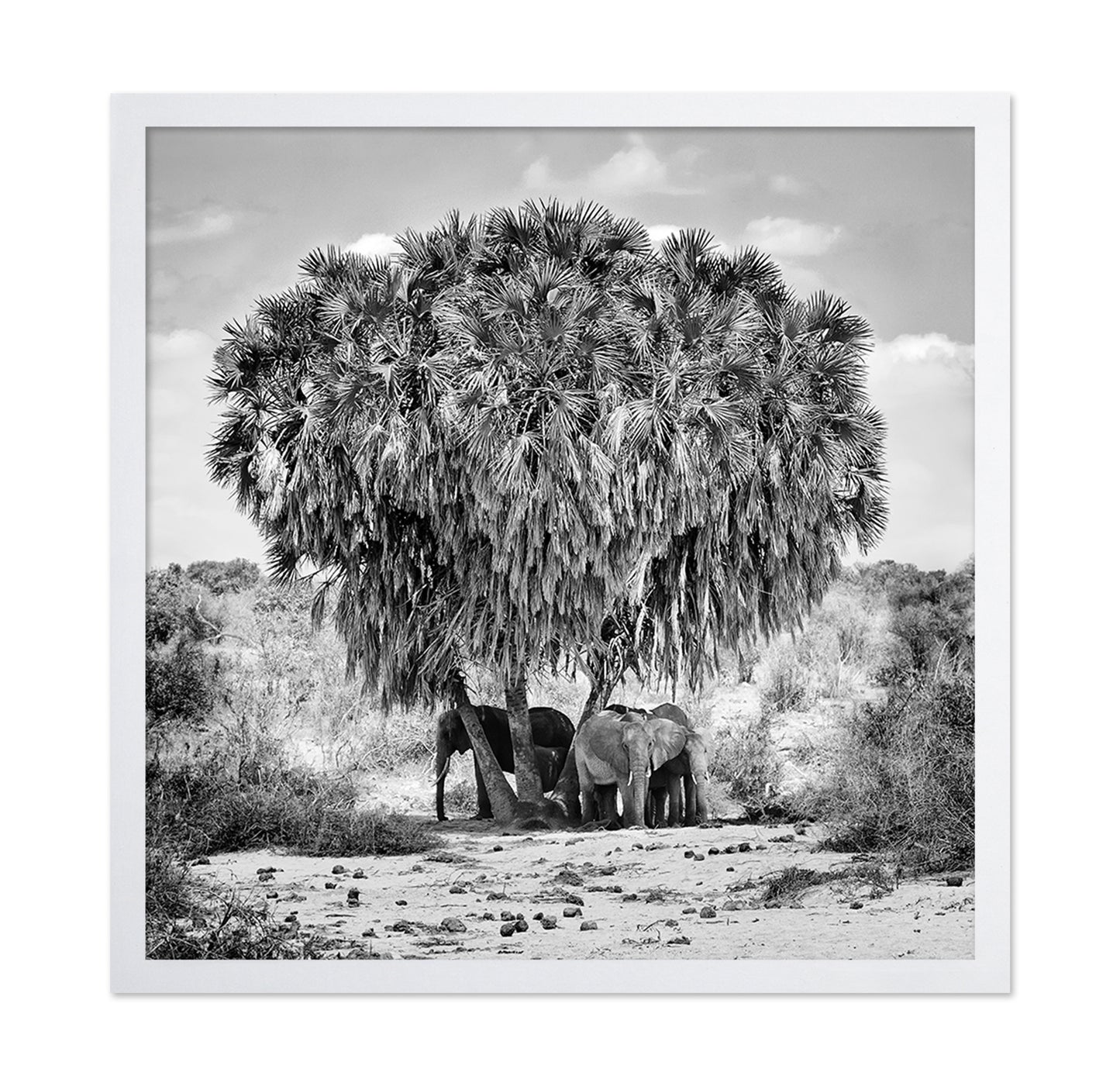 Elephants Under Palm Tree