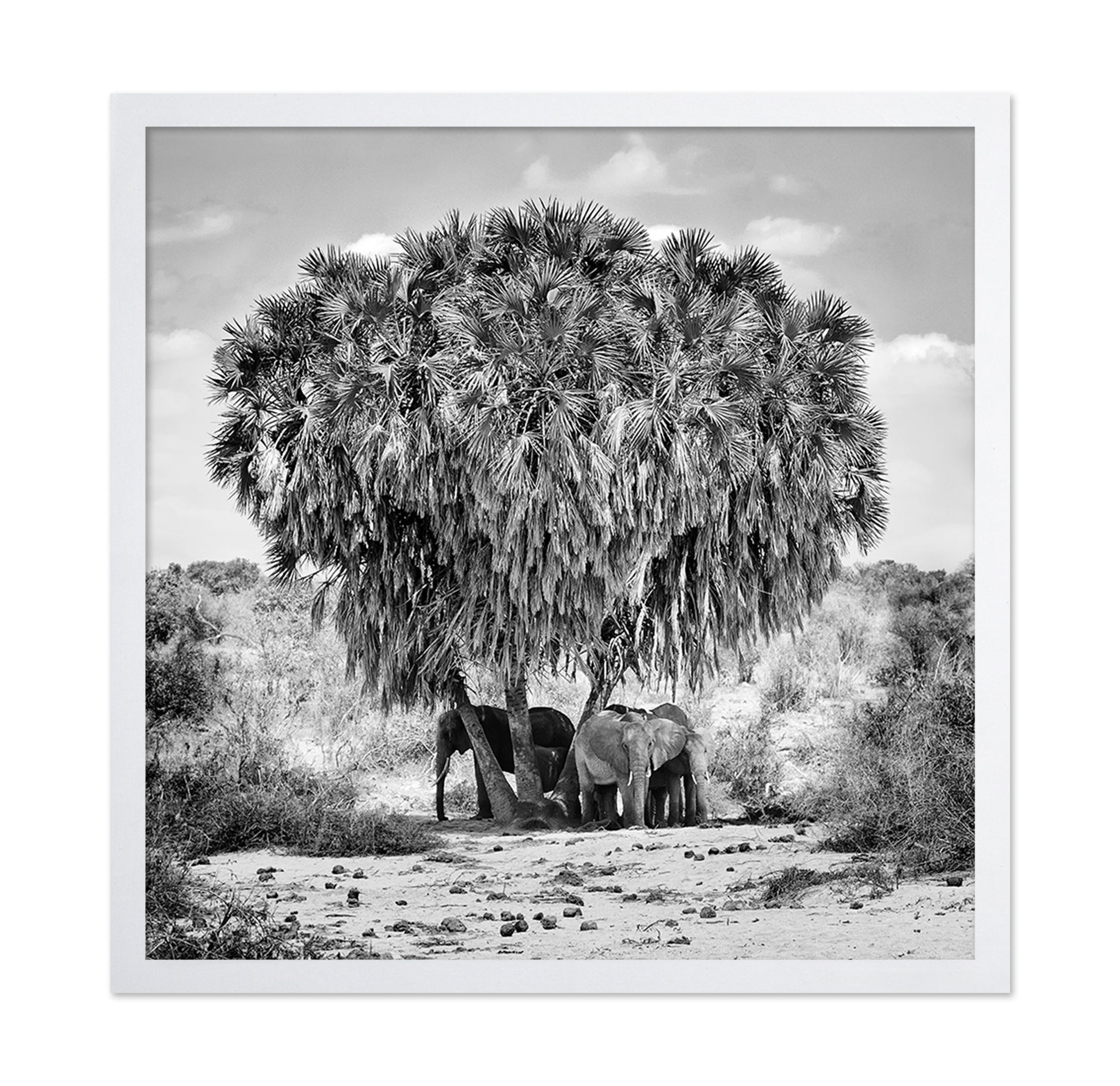 Elephants Under Palm Tree