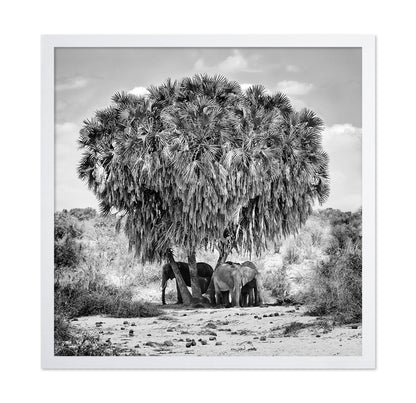 Elephants Under Palm Tree