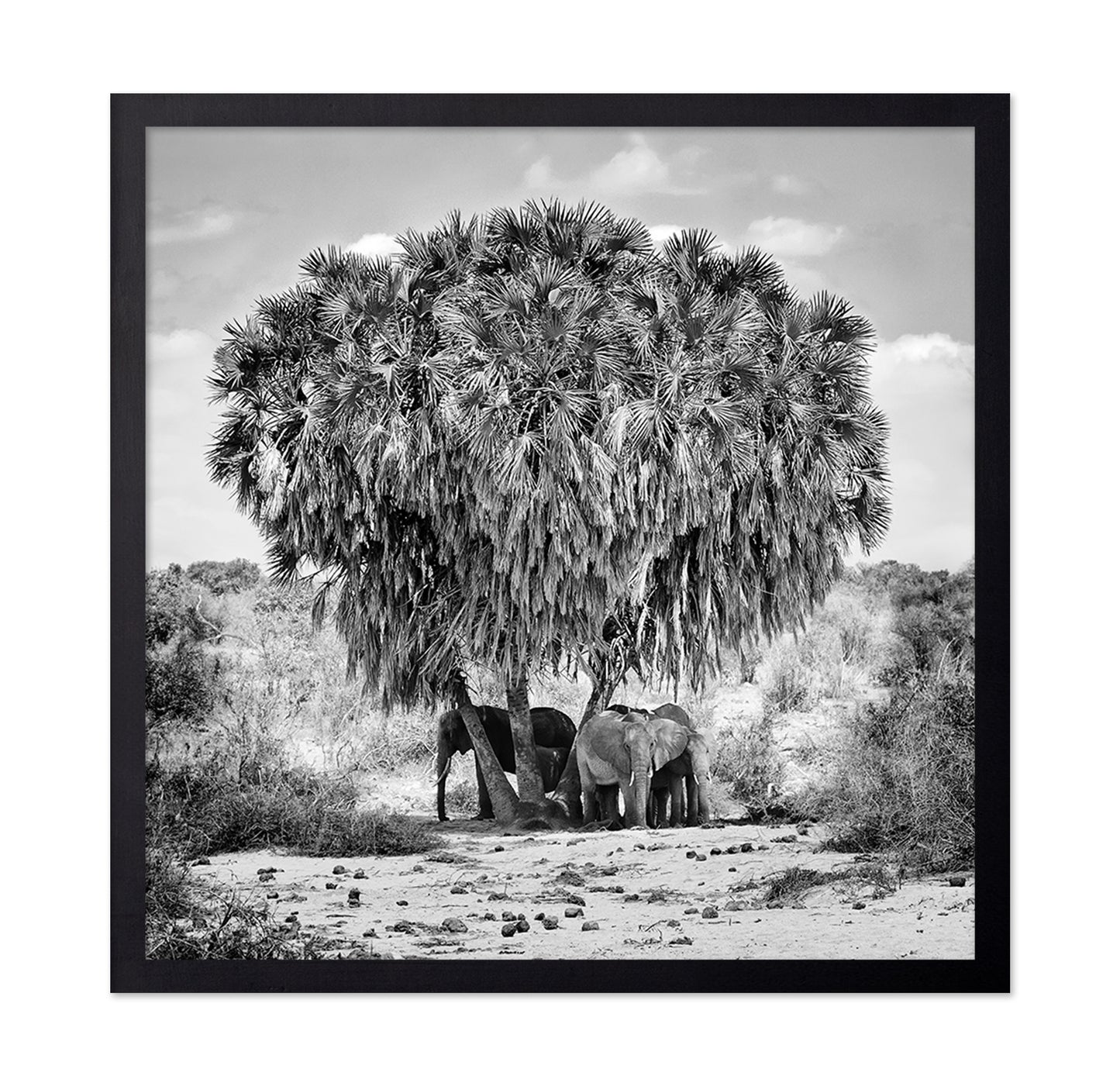 Elephants Under Palm Tree
