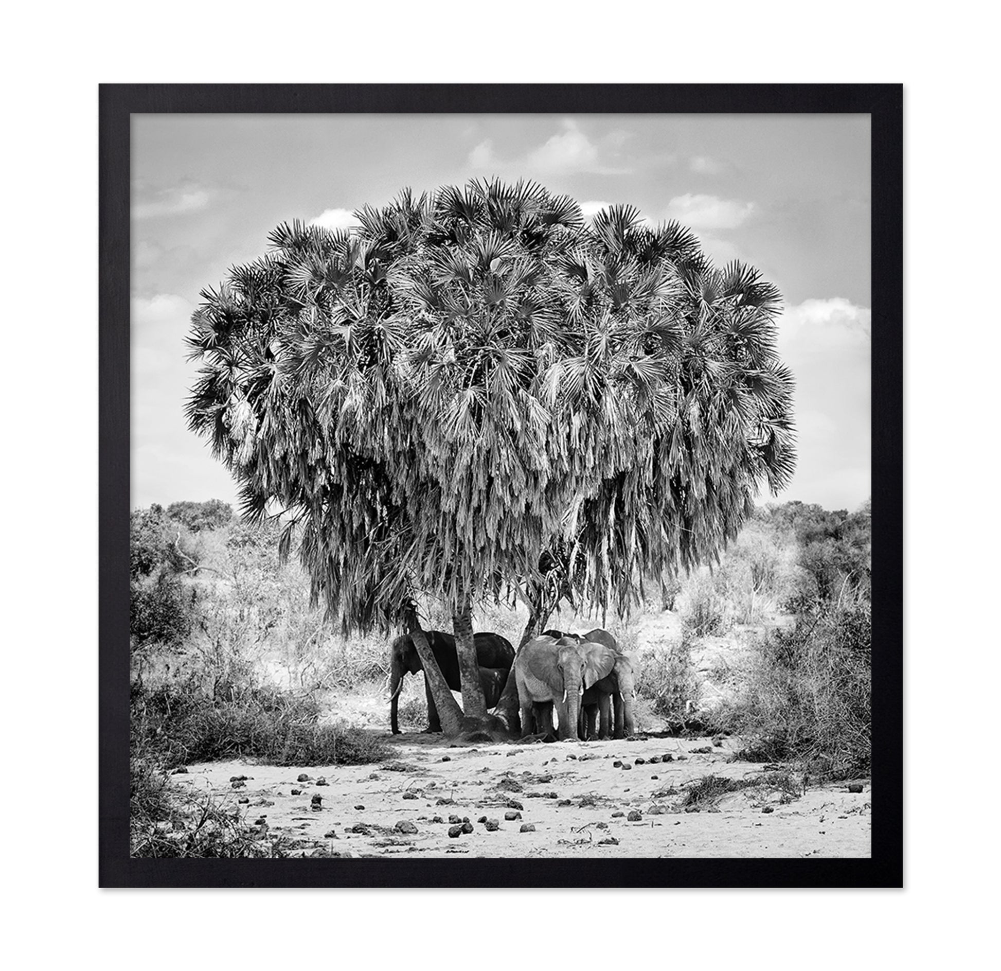 Elephants Under Palm Tree