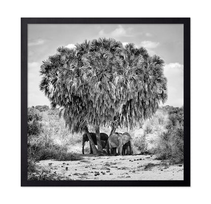 Elephants Under Palm Tree