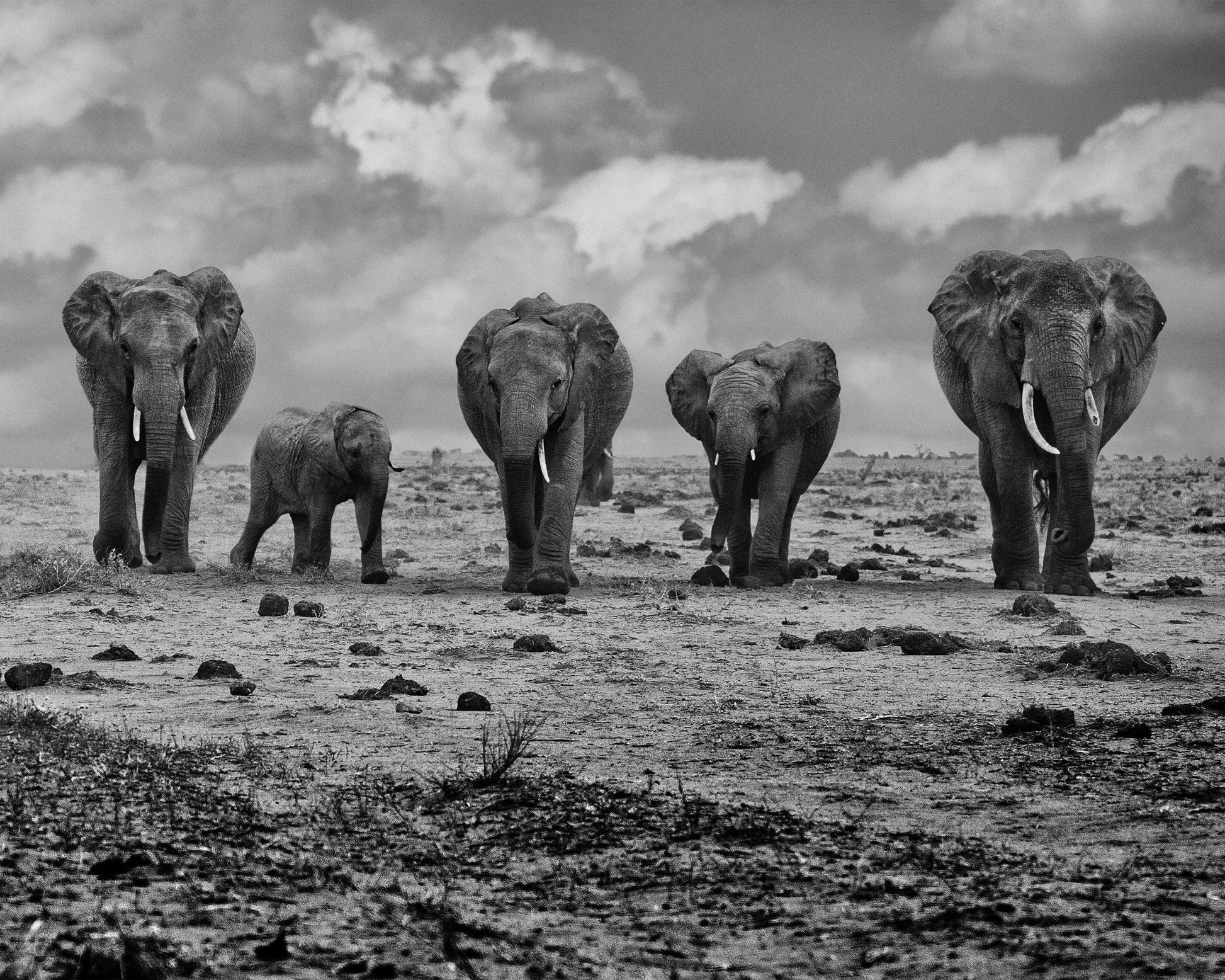 Elephant Herd Walking