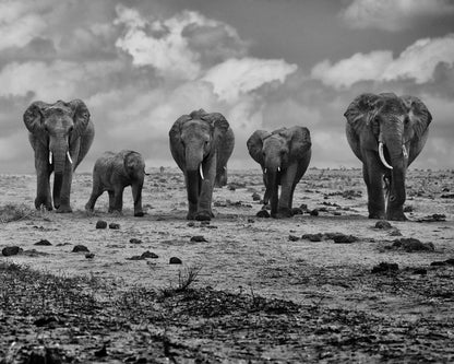 Elephant Herd Walking