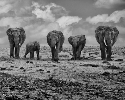 Elephant Herd Walking
