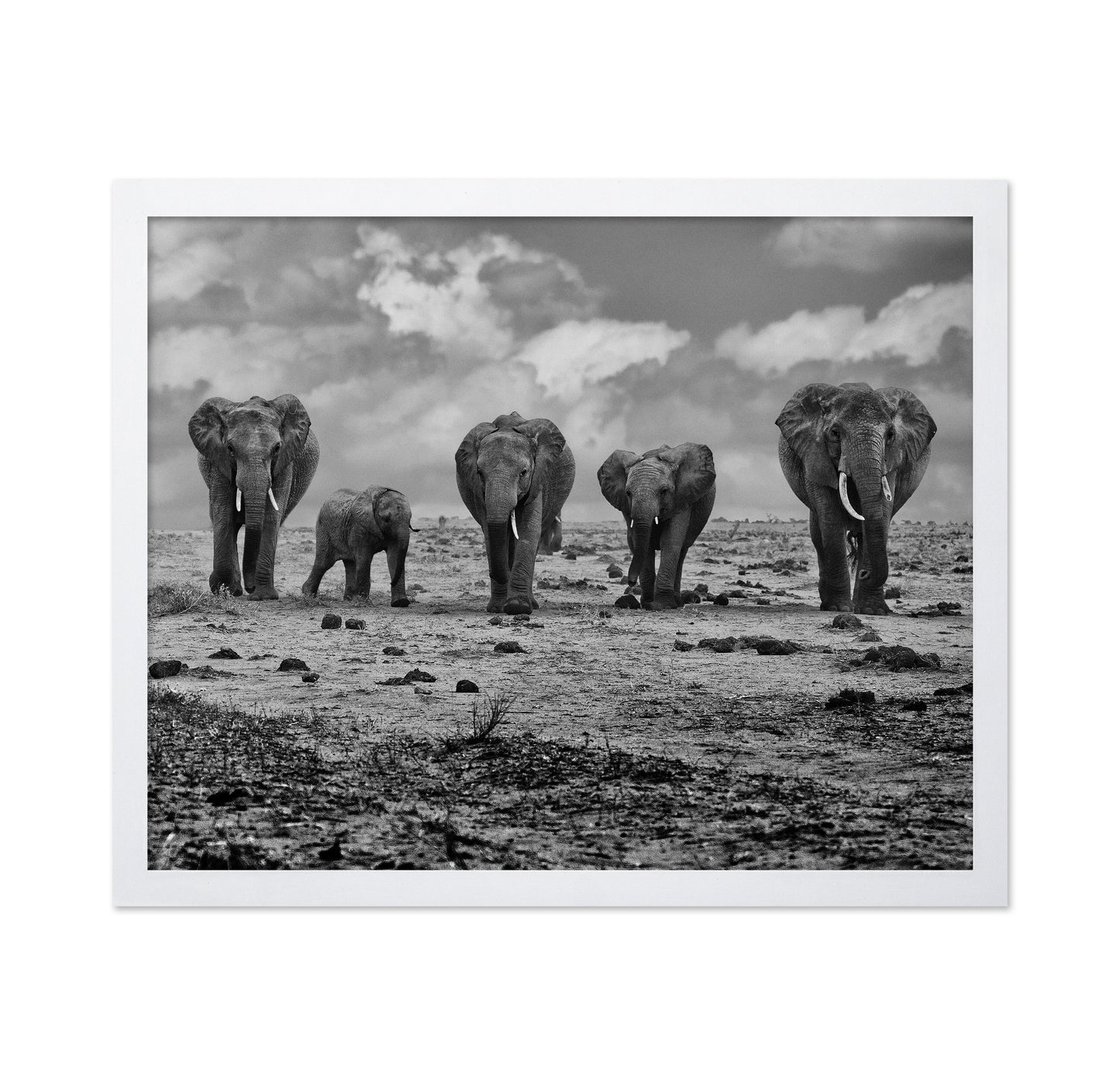Elephant Herd Walking