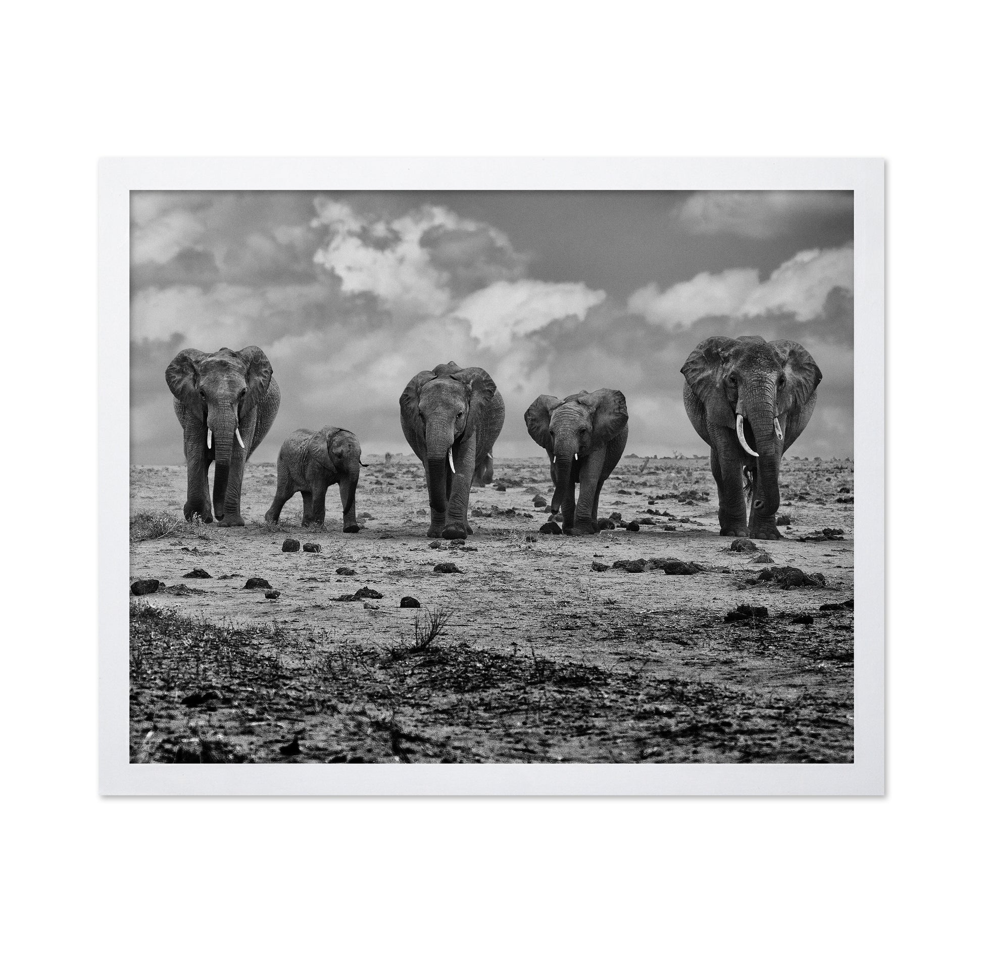 Elephant Herd Walking