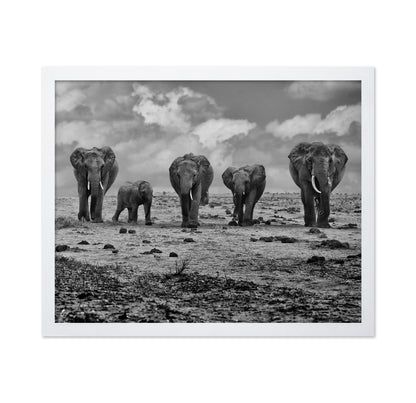 Elephant Herd Walking