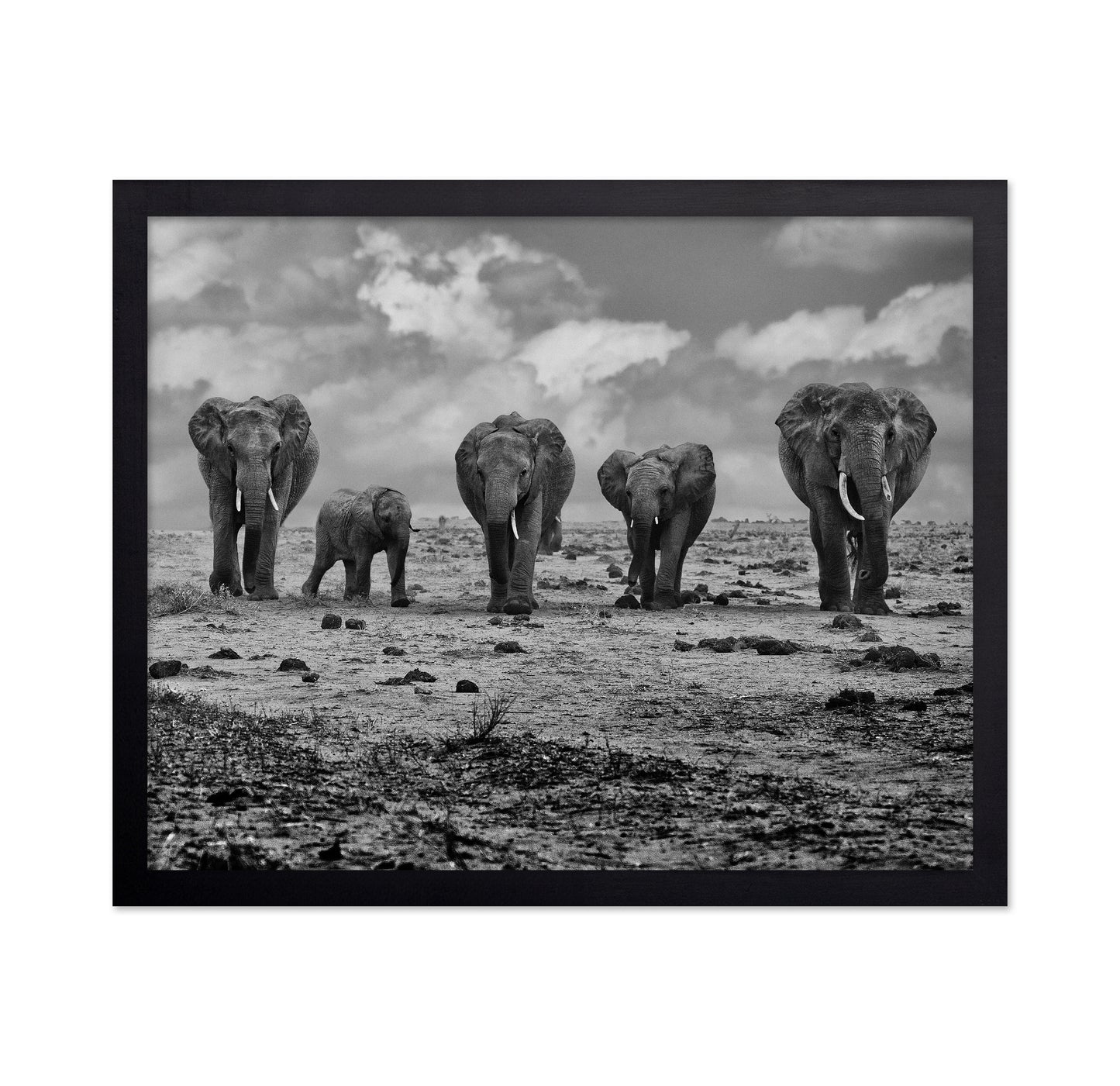 Elephant Herd Walking
