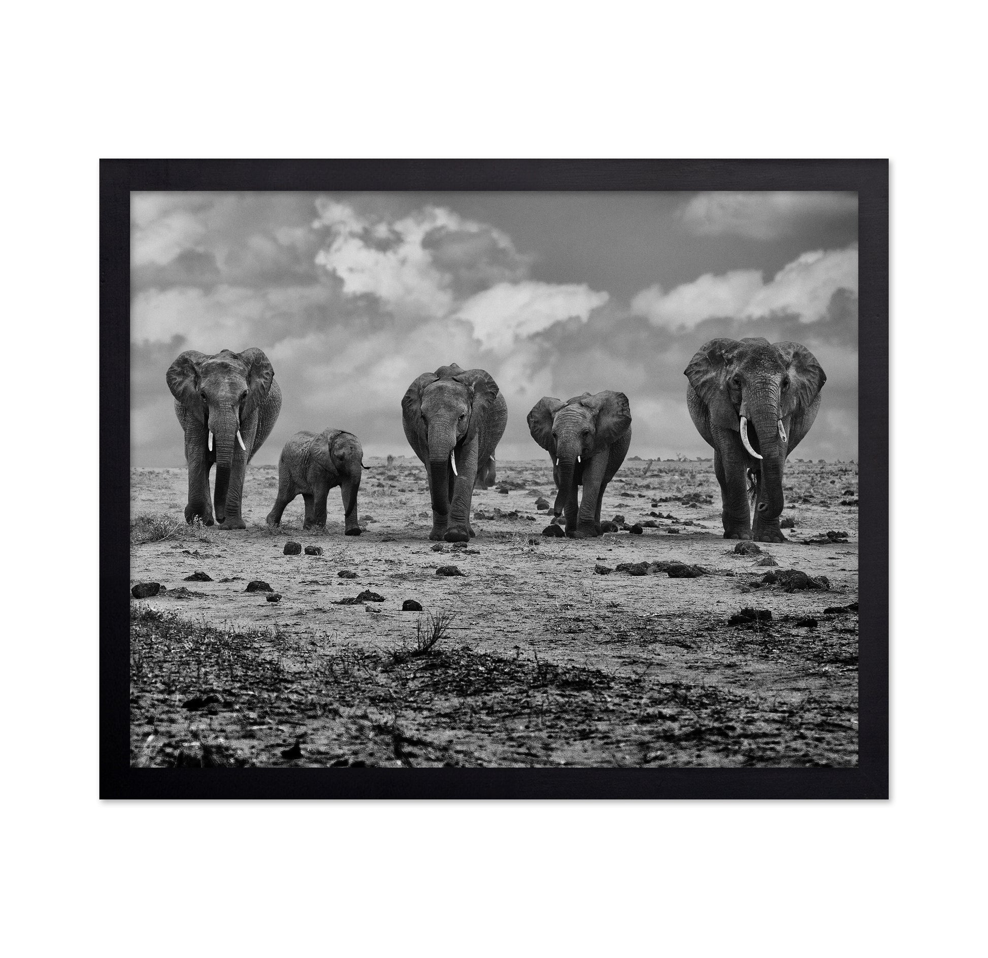 Elephant Herd Walking