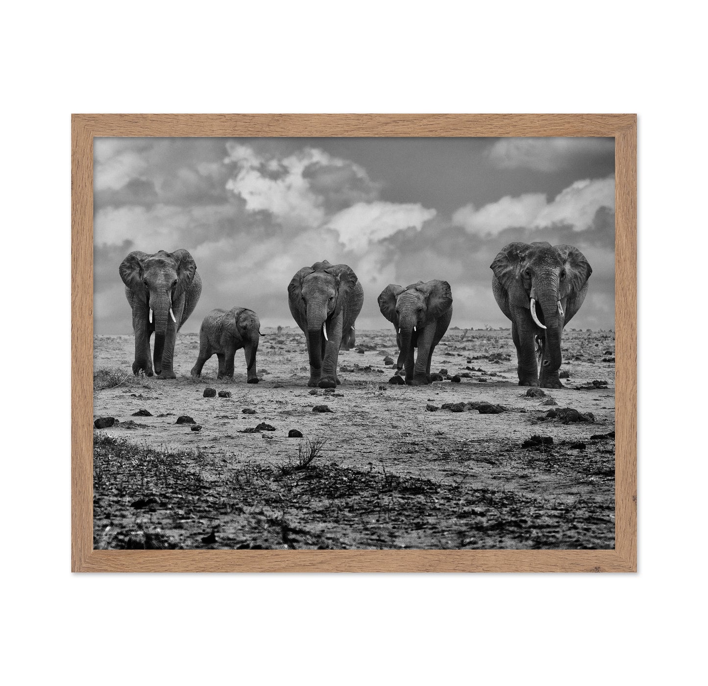 Elephant Herd Walking