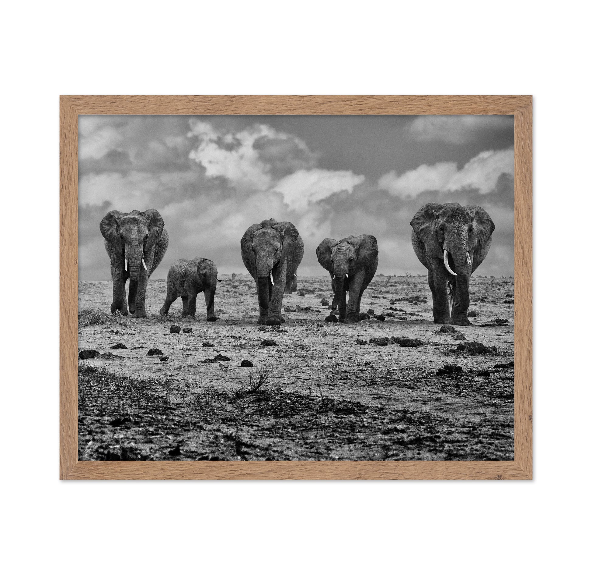 Elephant Herd Walking