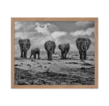Elephant Herd Walking