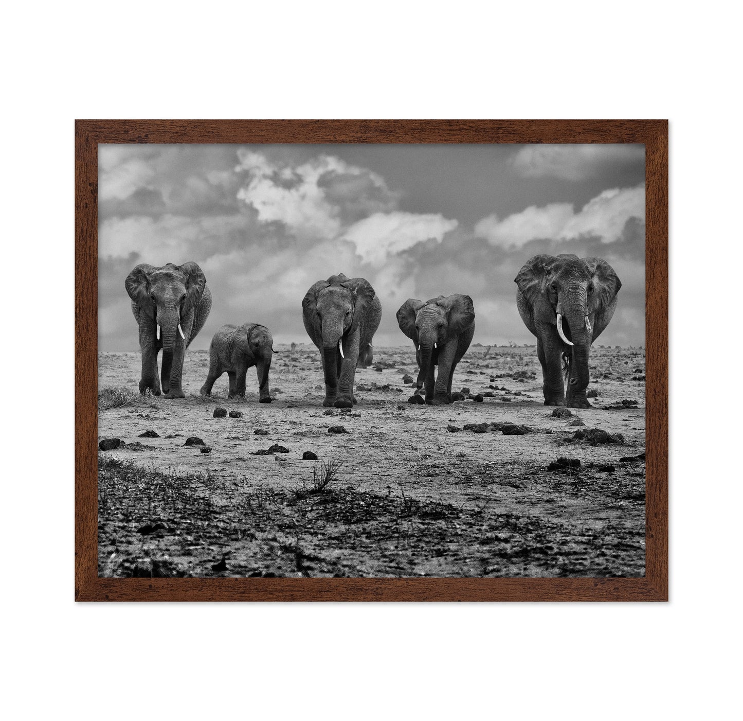 Elephant Herd Walking