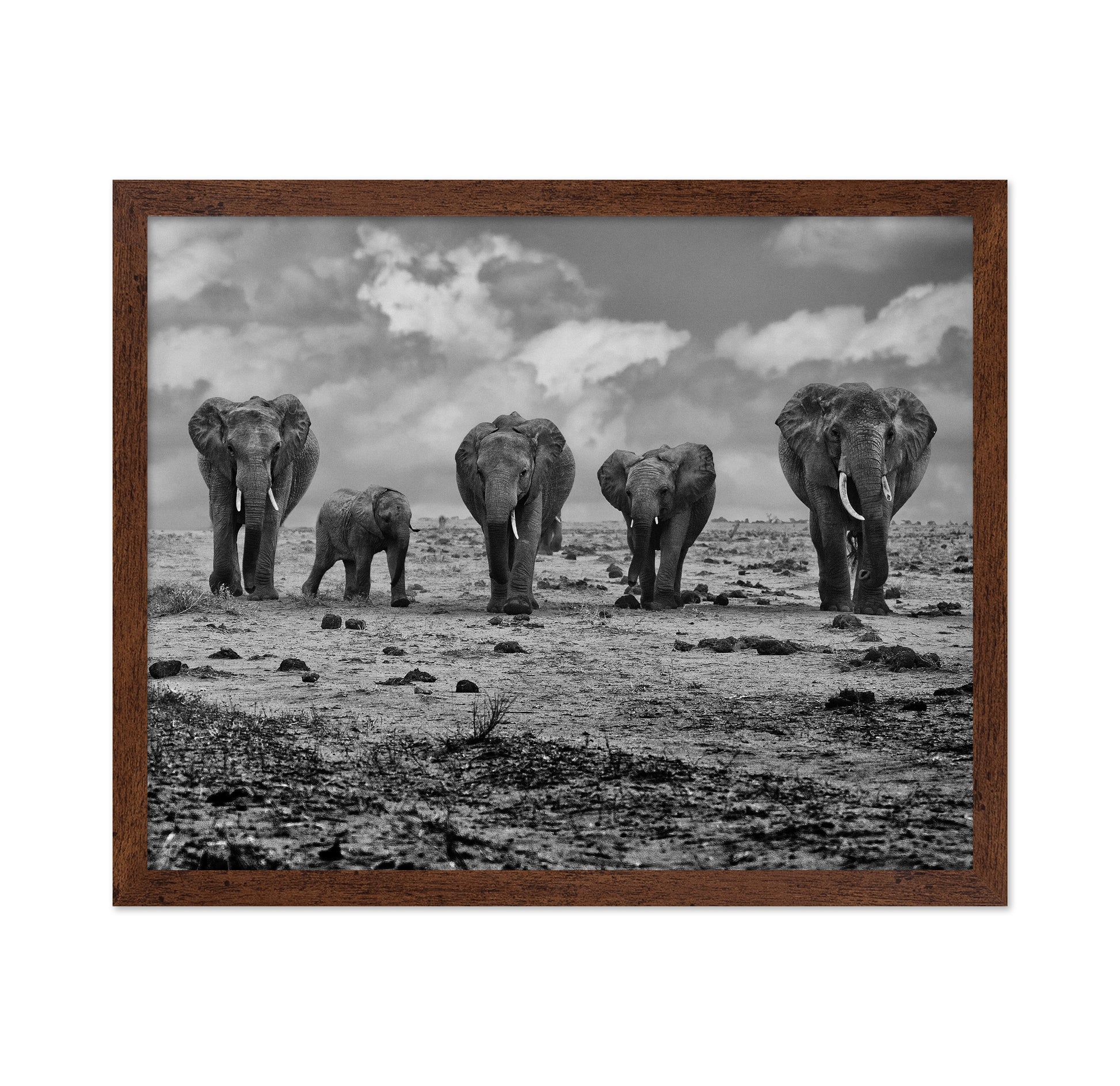 Elephant Herd Walking
