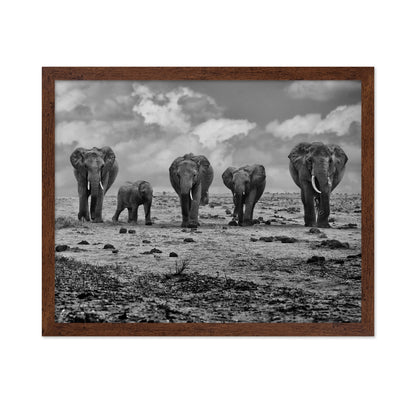 Elephant Herd Walking