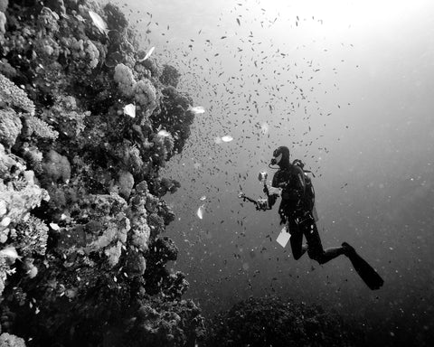 Reef Explorer
