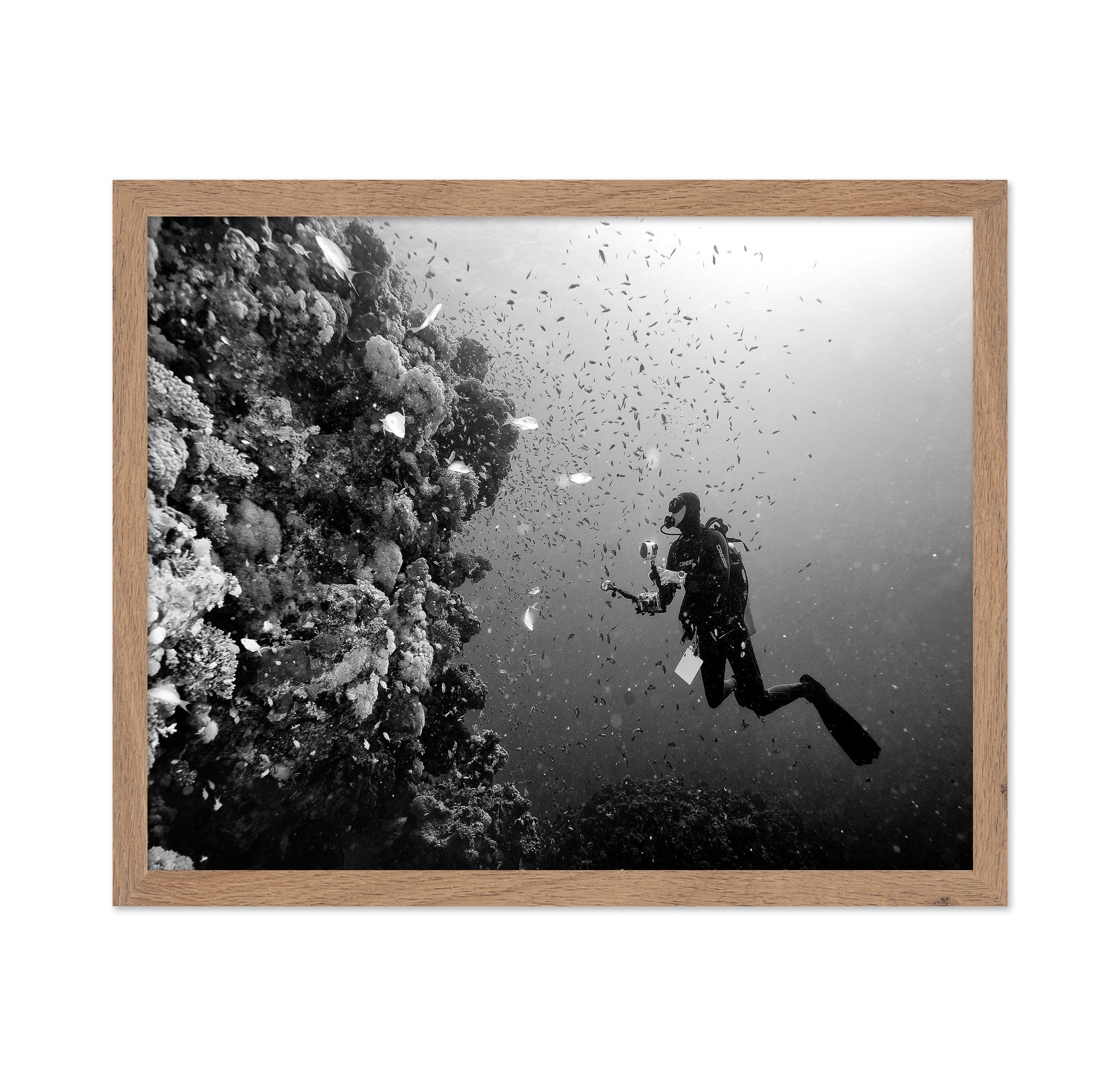 Reef Explorer