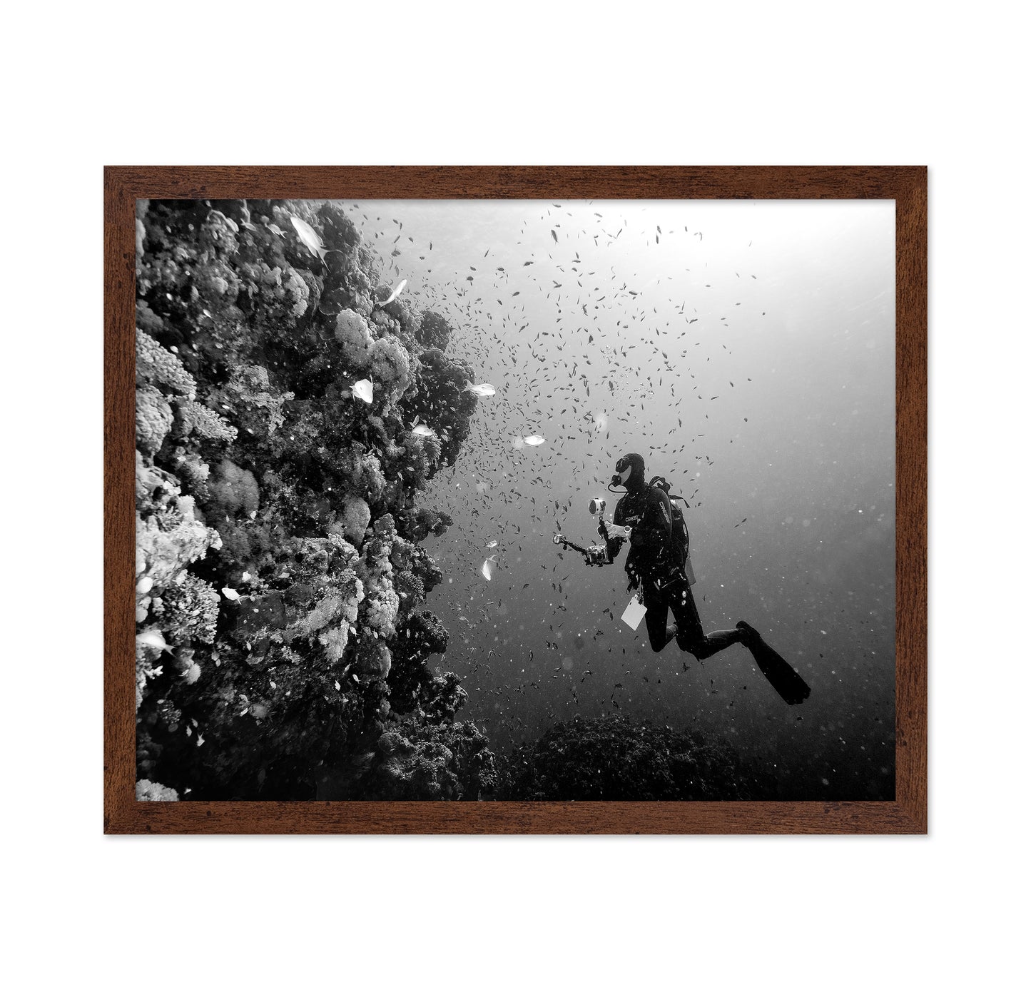 Reef Explorer