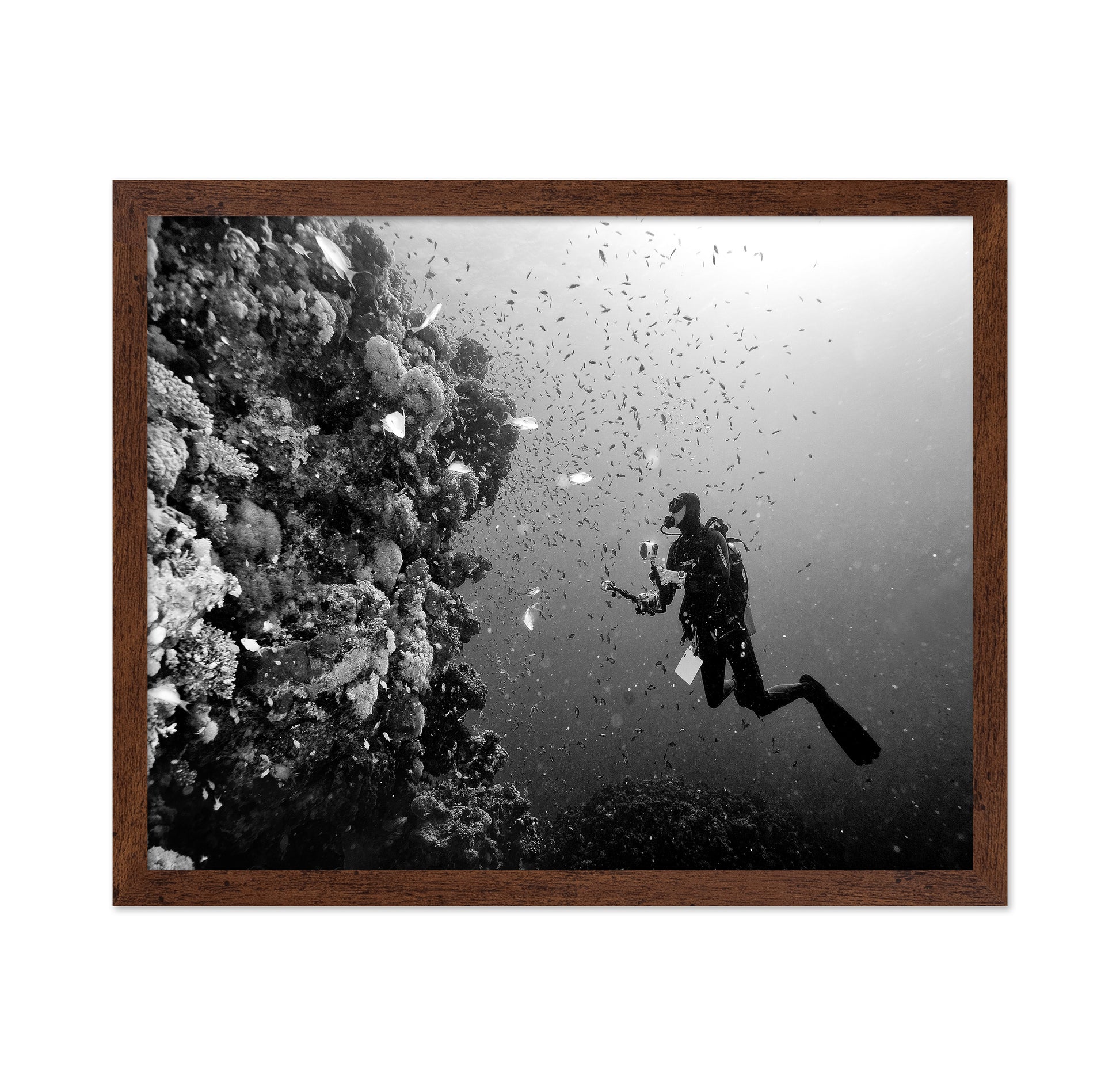 Reef Explorer