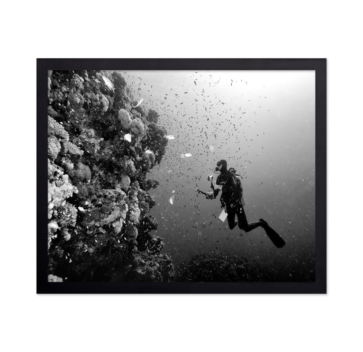 Reef Explorer