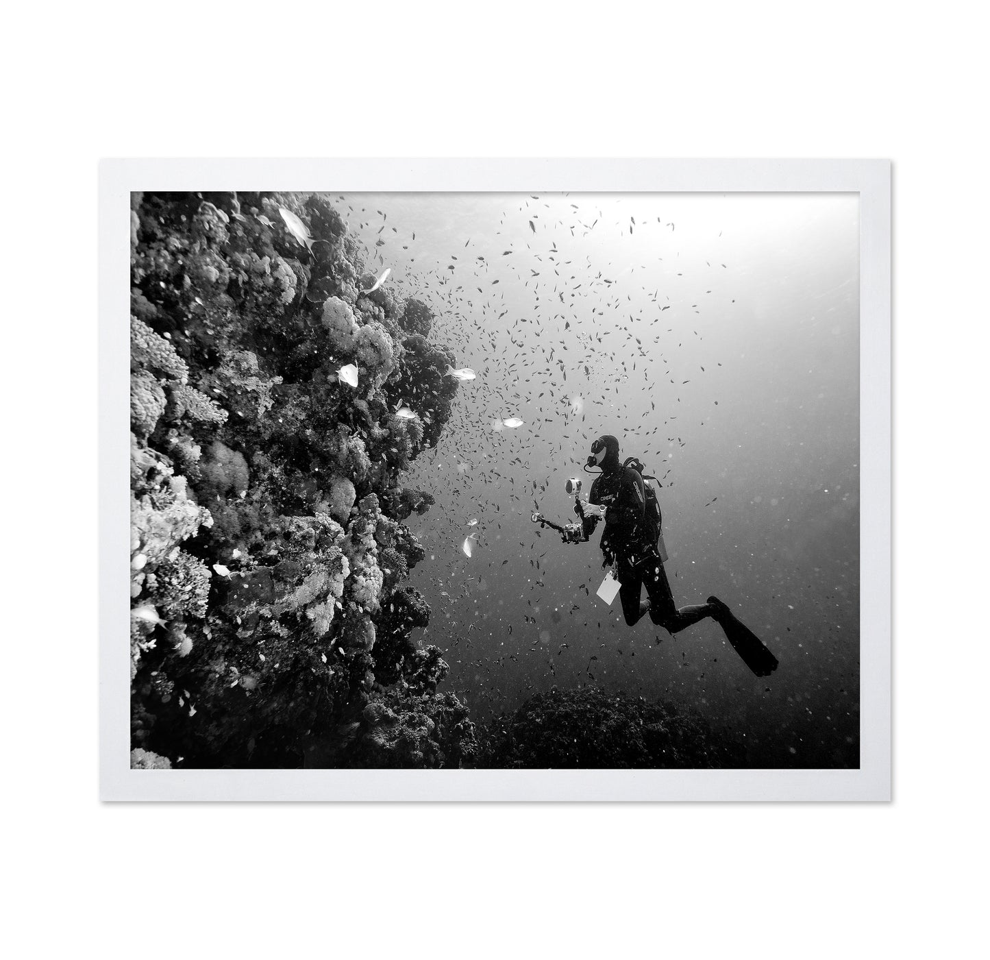 Reef Explorer