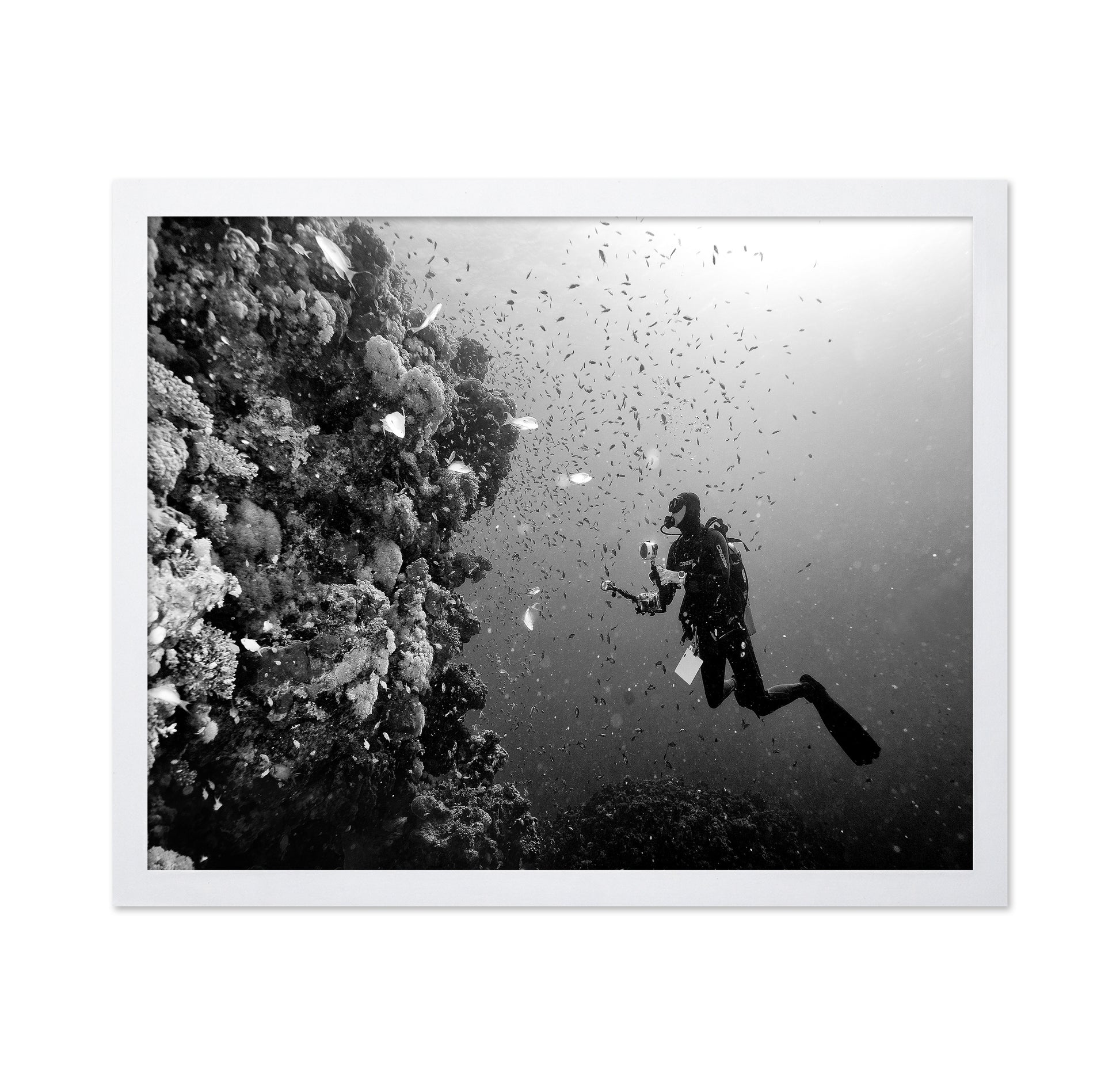 Reef Explorer