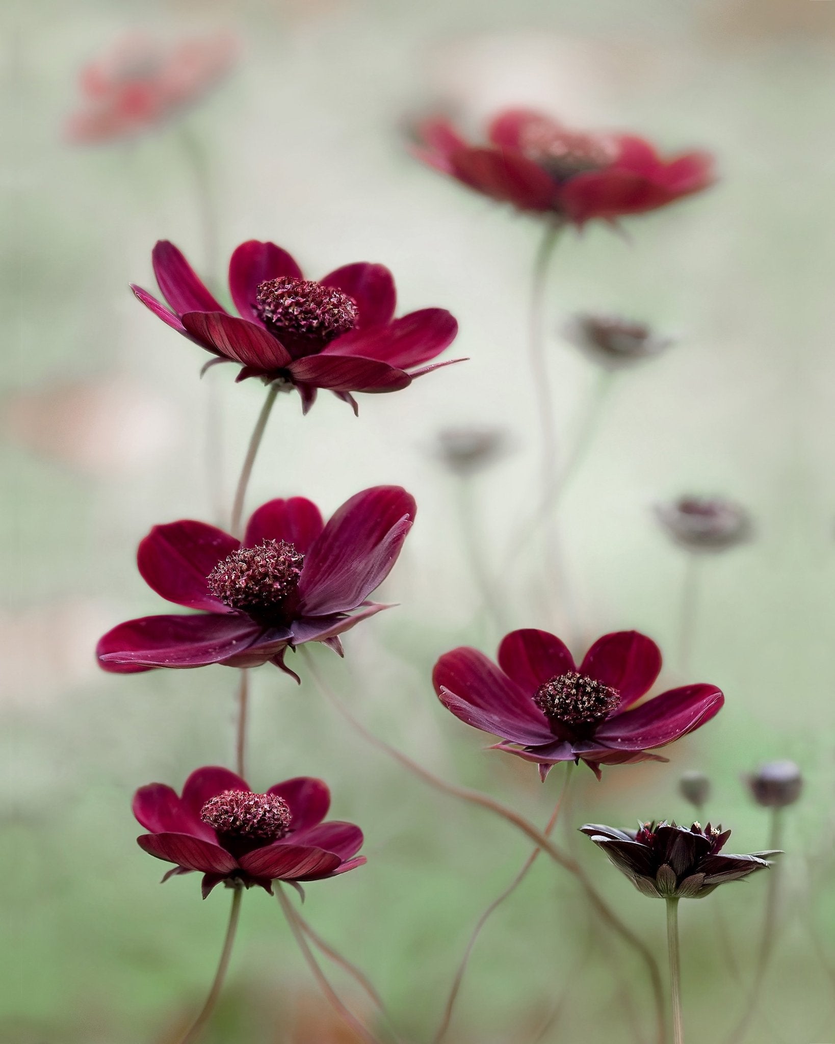 Crimson Cosmos Bloom
