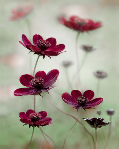 Crimson Cosmos Bloom