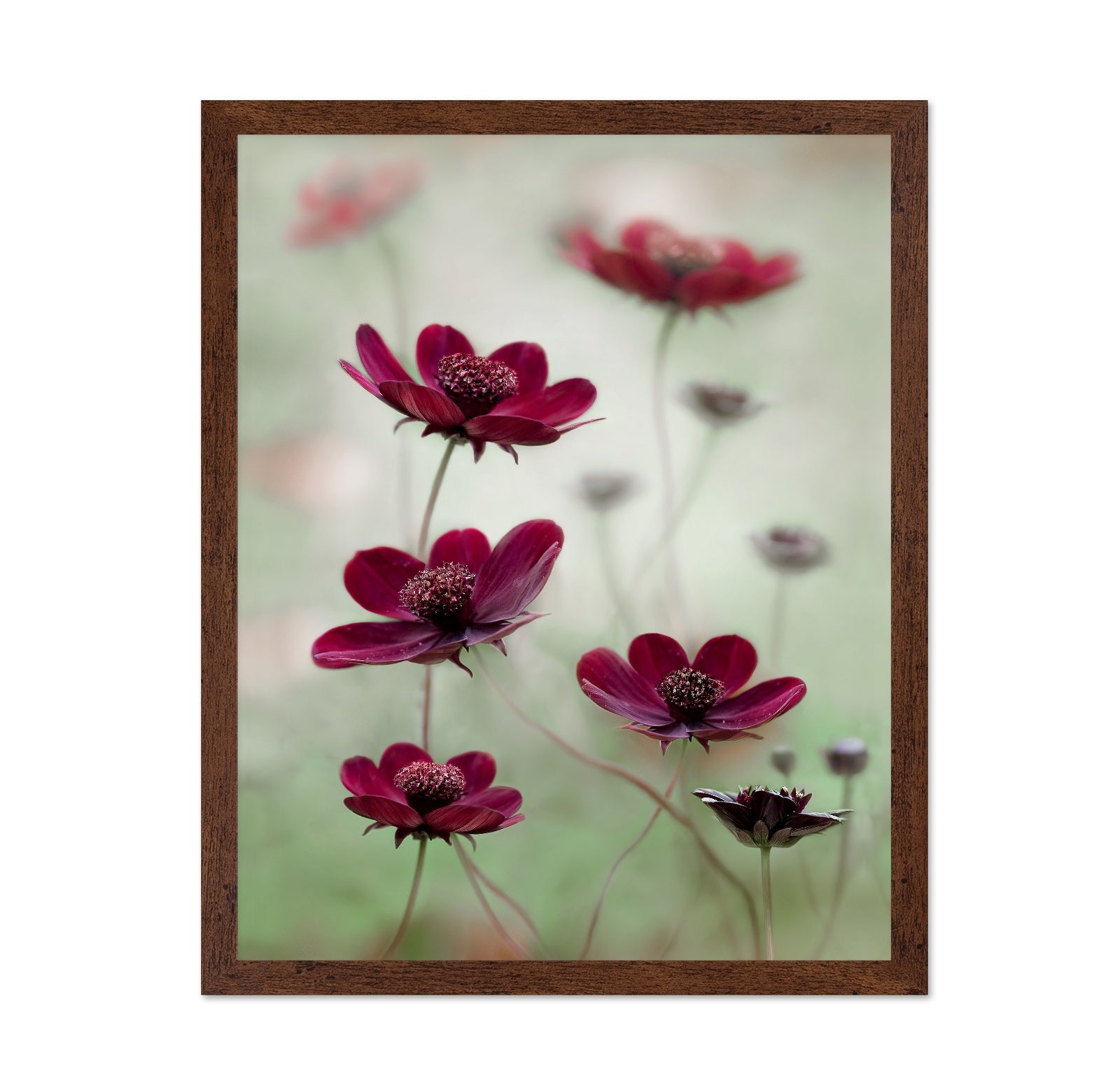 Crimson Cosmos Bloom