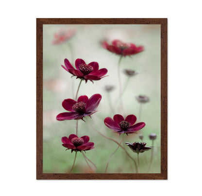 Crimson Cosmos Bloom